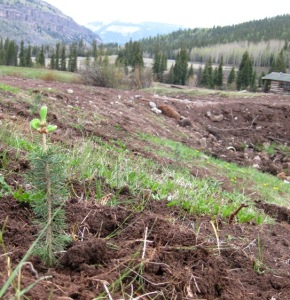 A newly planted spruce tree down by the Little Cabin